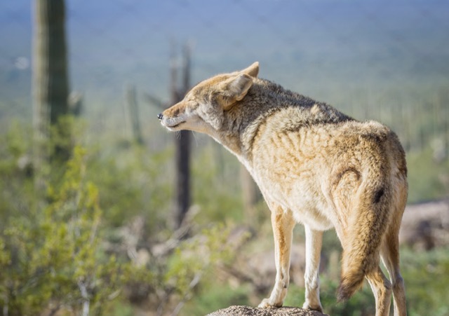 tucson-coyote