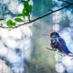 hummingbird-tucson