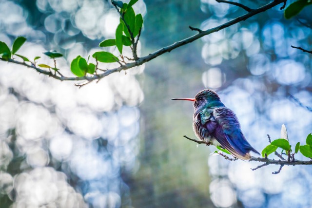 hummingbird-tucson