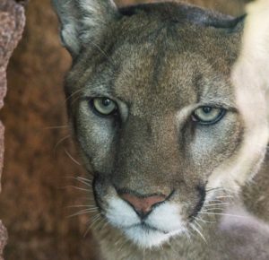 mountain-lion-tucson