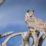 owl-tucson