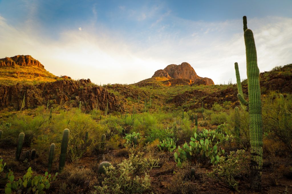Tucson desert - best Tucson hikes