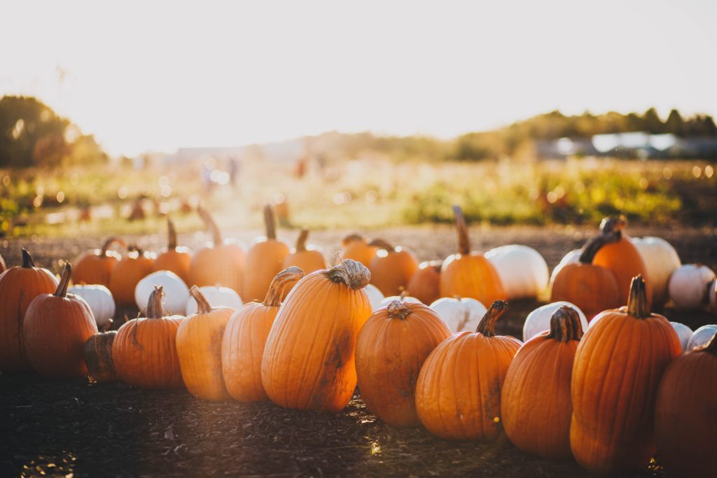 pumpkin patch - Halloween events in Tucson