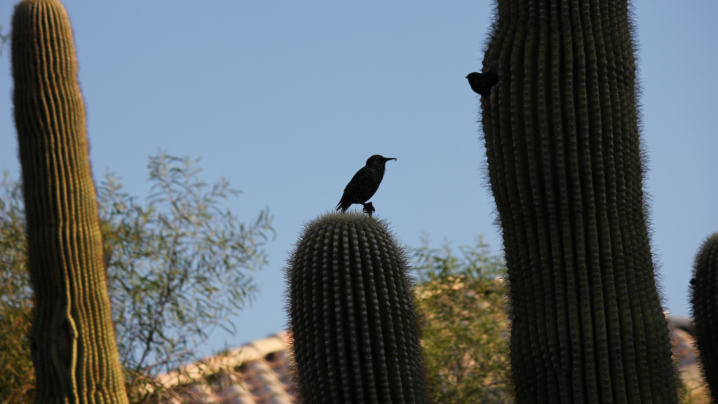 bird watching_tucson arizona