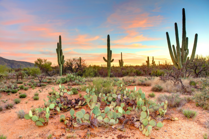 Tucson Arizona desert cactus summer heat - Stargate West Apartments