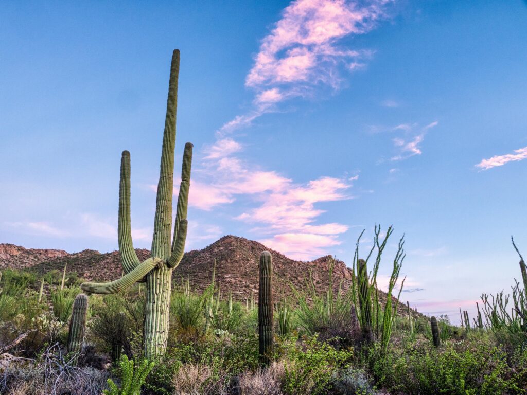 View of a Arizona landscape with a hill in the background and cactus 